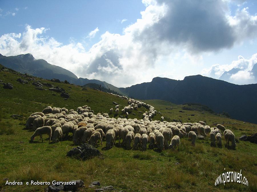 04 Gregge in cammino al Monte Campo.jpg